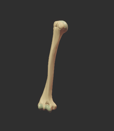 Humerus