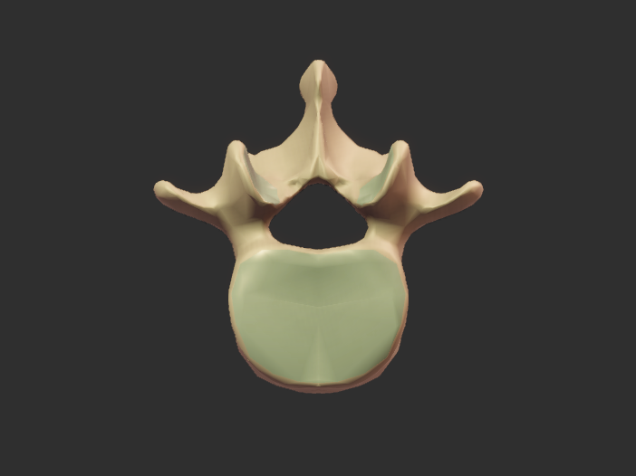 Vertebra